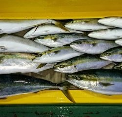 火遠理丸（ほおりまる） 釣果