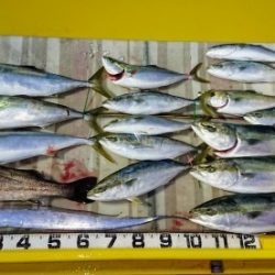 火遠理丸（ほおりまる） 釣果