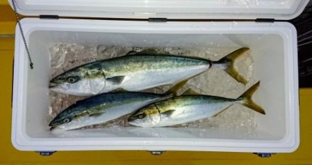 火遠理丸（ほおりまる） 釣果