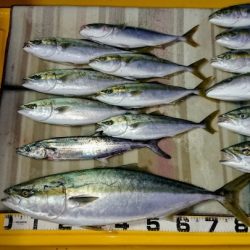 火遠理丸（ほおりまる） 釣果