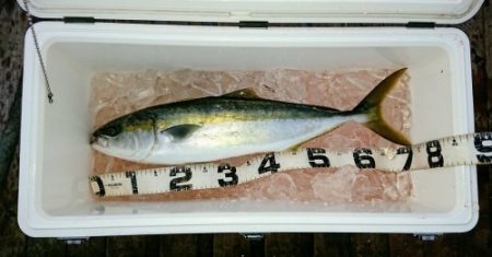 火遠理丸（ほおりまる） 釣果