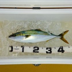 火遠理丸（ほおりまる） 釣果