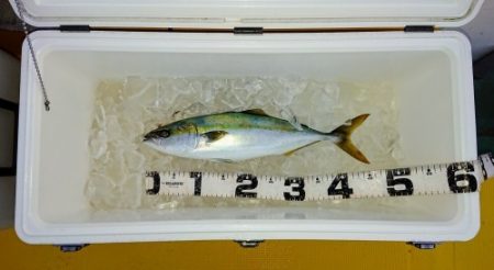 火遠理丸（ほおりまる） 釣果