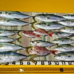 火遠理丸（ほおりまる） 釣果