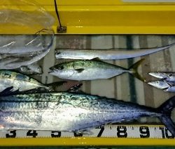 火遠理丸（ほおりまる） 釣果