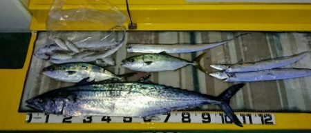 火遠理丸（ほおりまる） 釣果