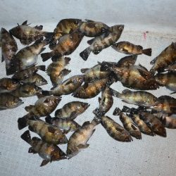 TOPGUN名古屋 釣果