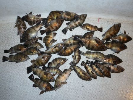 TOPGUN名古屋 釣果