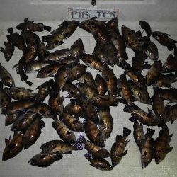 TOPGUN名古屋 釣果