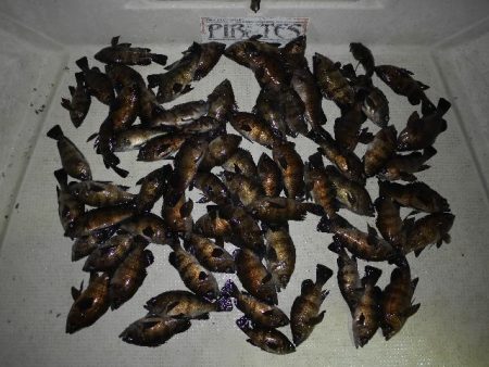 TOPGUN名古屋 釣果