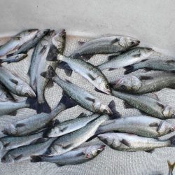 TOPGUN名古屋 釣果