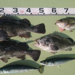 気仙沼　つり丸 釣果