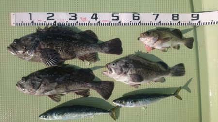 気仙沼　つり丸 釣果