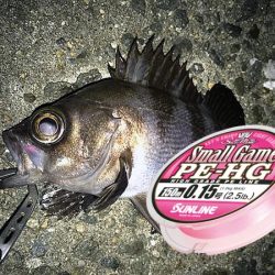 サンライン　ソルトウォータースペシャルスモールゲームPE-HGを使用しての2017年12月　カンパリ投稿！