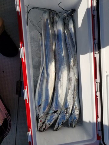 遊漁船　ニライカナイ 釣果