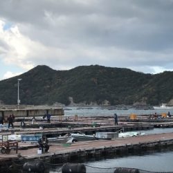 淡路じゃのひれフィッシングパーク 釣果