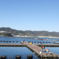 淡路じゃのひれフィッシングパーク 釣果