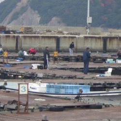 淡路じゃのひれフィッシングパーク 釣果