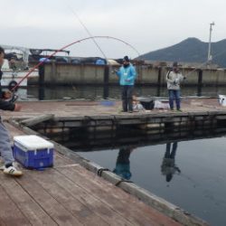 淡路じゃのひれフィッシングパーク 釣果