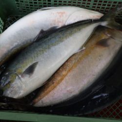 淡路じゃのひれフィッシングパーク 釣果