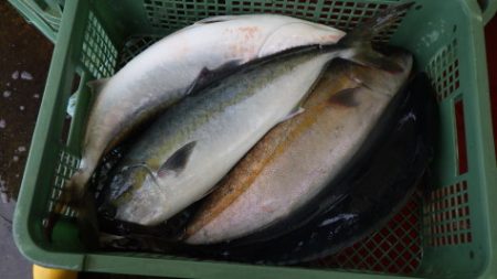 淡路じゃのひれフィッシングパーク 釣果