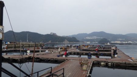 淡路じゃのひれフィッシングパーク 釣果