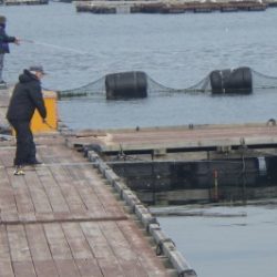 淡路じゃのひれフィッシングパーク 釣果