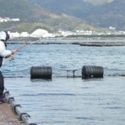 淡路じゃのひれフィッシングパーク 釣果