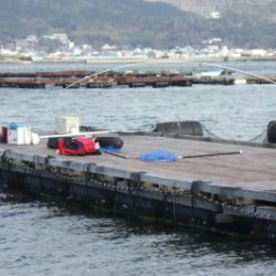 淡路じゃのひれフィッシングパーク 釣果