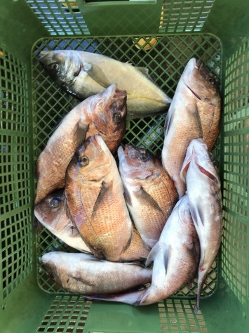 淡路じゃのひれフィッシングパーク 釣果