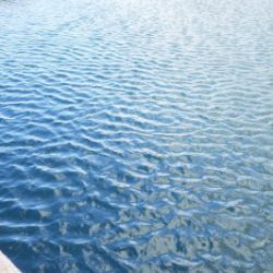 淡路じゃのひれフィッシングパーク 釣果