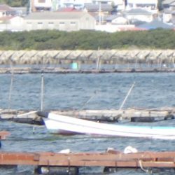 淡路じゃのひれフィッシングパーク 釣果