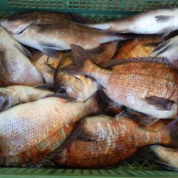 淡路じゃのひれフィッシングパーク 釣果