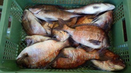 淡路じゃのひれフィッシングパーク 釣果