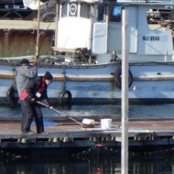 淡路じゃのひれフィッシングパーク 釣果