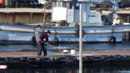 淡路じゃのひれフィッシングパーク 釣果