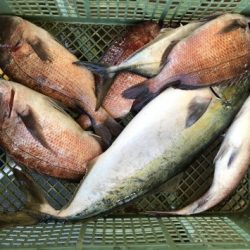 淡路じゃのひれフィッシングパーク 釣果