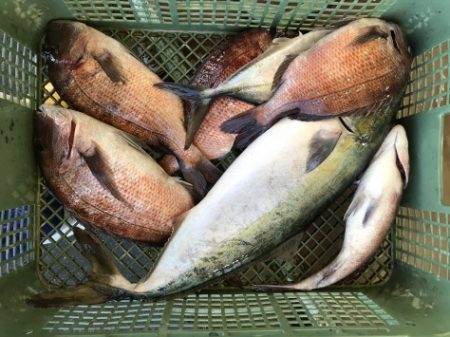 淡路じゃのひれフィッシングパーク 釣果