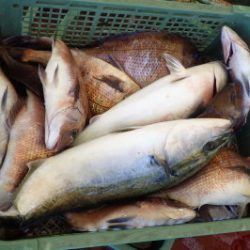 淡路じゃのひれフィッシングパーク 釣果