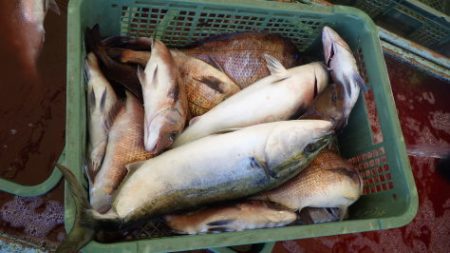 淡路じゃのひれフィッシングパーク 釣果