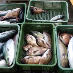淡路じゃのひれフィッシングパーク 釣果