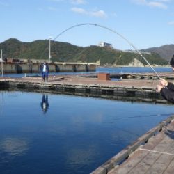 淡路じゃのひれフィッシングパーク 釣果