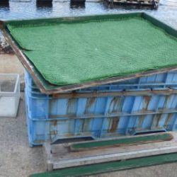 淡路じゃのひれフィッシングパーク 釣果