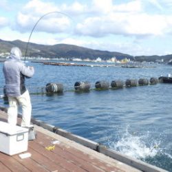 淡路じゃのひれフィッシングパーク 釣果