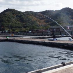 淡路じゃのひれフィッシングパーク 釣果