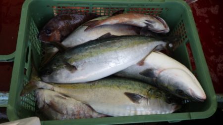 淡路じゃのひれフィッシングパーク 釣果