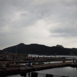 淡路じゃのひれフィッシングパーク 釣果