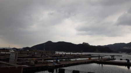 淡路じゃのひれフィッシングパーク 釣果