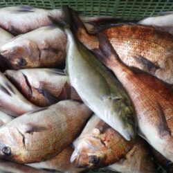 淡路じゃのひれフィッシングパーク 釣果