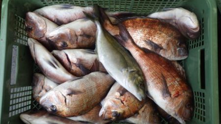 淡路じゃのひれフィッシングパーク 釣果